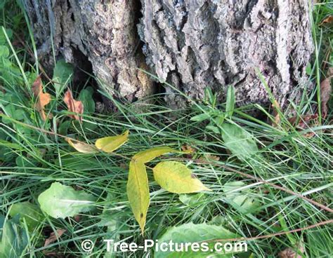 Butternut Tree Photos, Facts on Butternut Trees