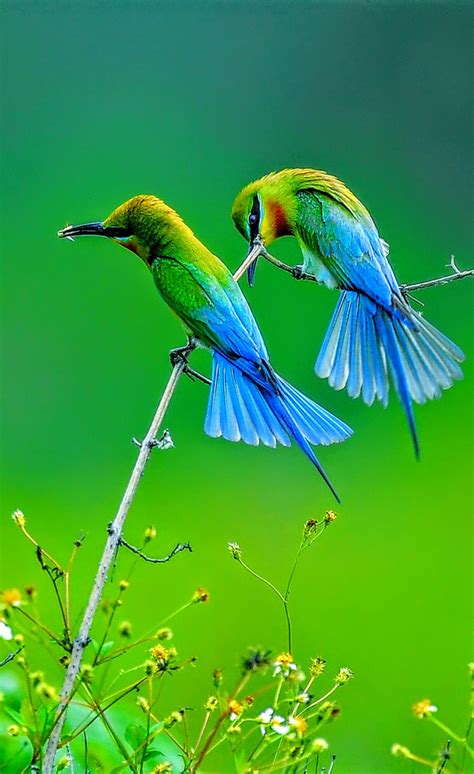 Pin de sukh en natural scenery....., | Aves exóticas, Aves, Animales