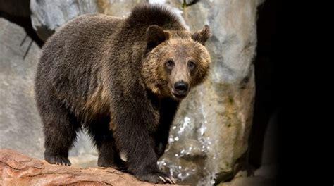 Grizzly Bear | San Diego Zoo | Strongest animal, Grizzly bear, Animals