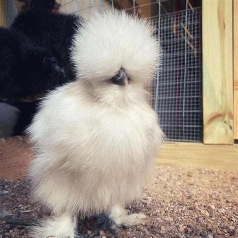 Silkie Chickens: Eggs, Height, Size and Raising Tips