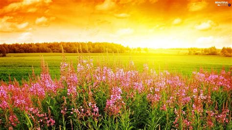 Meadow Sunrise Wallpapers - Top Free Meadow Sunrise Backgrounds - WallpaperAccess