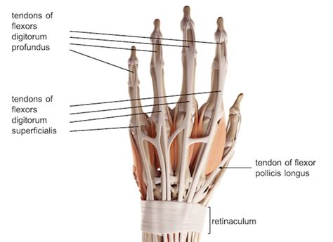 Wrist Hand Anatomy