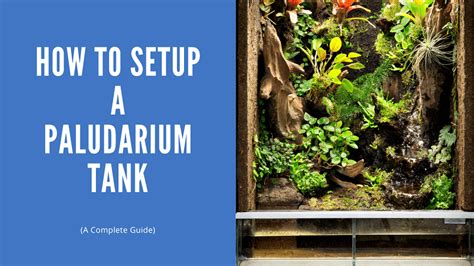 How To Setup A Paludarium Tank - A Complete Guide - AquariumStoreDepot