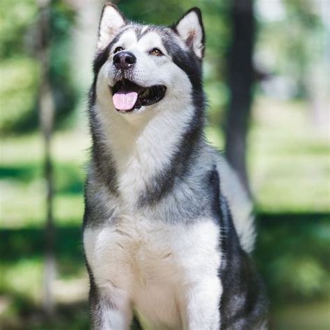 Alaskan Malamute Coat Colors | Coats and Colors