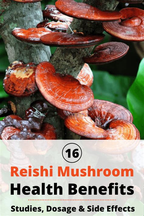 Reishi Mushrooms Benefits, Side Effects and Dosage