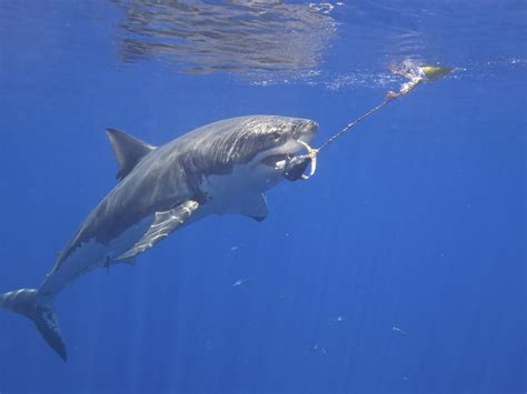 Carcharodon (Carcharodon) - Picture Fish