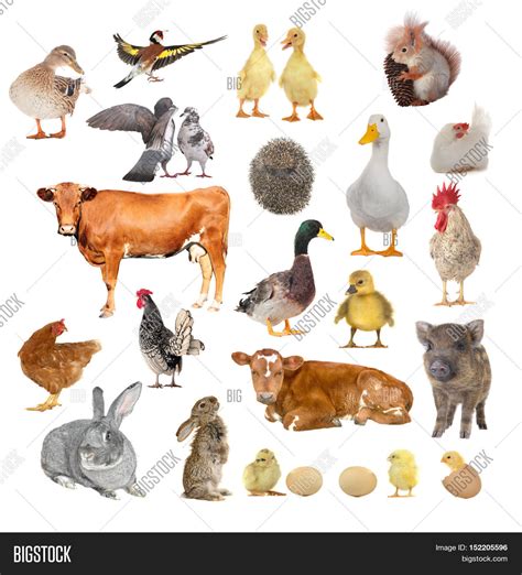 Farm Animals On White Image & Photo (Free Trial) | Bigstock