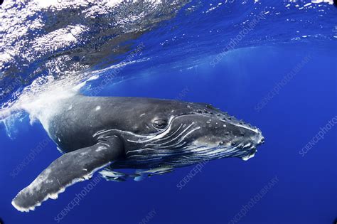 Humpback Whale calf - Stock Image - C040/6542 - Science Photo Library