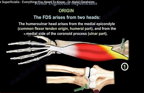 Anatomy of Flexor Digitorum Superficialis — OrthopaedicPrinciples.com