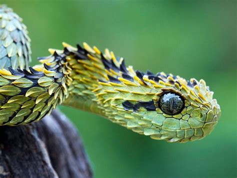 Green Pit Viper Snake In Blur Green Background 4k Hd Animals Wallpapers ...