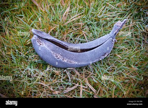 frozen rotten banana peel in the grass Stock Photo - Alamy