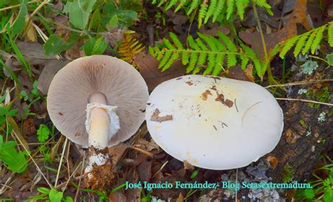 Setas Extremadura : Agaricus Silvicola