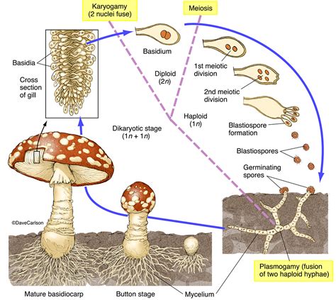 Mushroom Life - All Mushroom Info