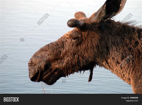 Moose Face Image & Photo (Free Trial) | Bigstock