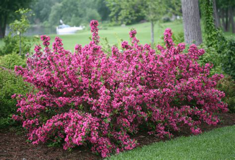 Pretty in Pink: 10 Shrubs With Pink Flowers - Birds and Blooms