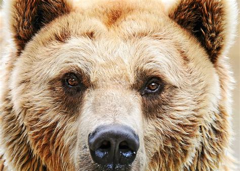 Free download | HD wallpaper: closeup photo of brown bear, Eye to eye ...