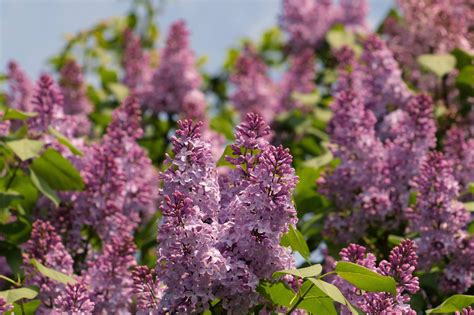 This small town in Ontario will get a blossoming lilac trail this spring