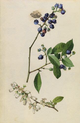 Blueberry branch | Botanical drawings, Plant illustration, Botanical illustration