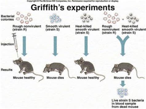 Molecular Basis of Inheritance Class 12 // Griffith's and Avery's ...