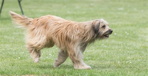 Pyrenean Shepherd Guide (Lifespan, Size & Characteristics)