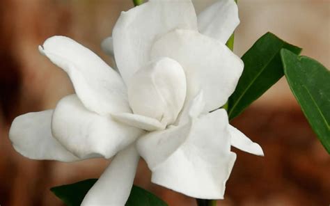 Jubilation Gardenia - 2.5 Quart - Shrub - Shrubs for Summer Color