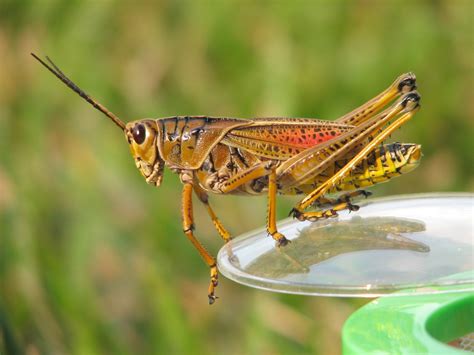 Free Grasshopper Stock Photo - FreeImages.com