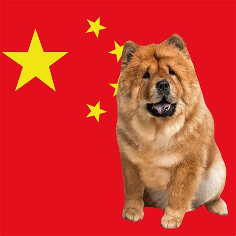 10 Chinese Dog Breeds and Their Histories | Reader's Digest