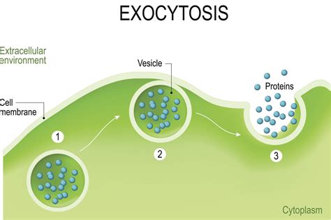 Endocytosis Animation