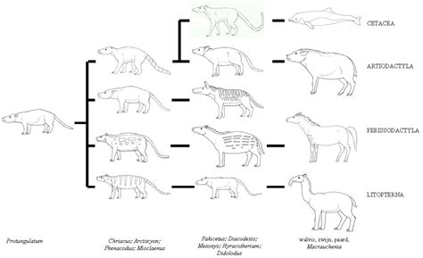 Evolution of cetaceans | Fossil Wiki | Fandom