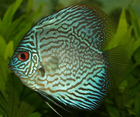 Public Domain Photos and Images: Discus fish of the genus Symphysodon