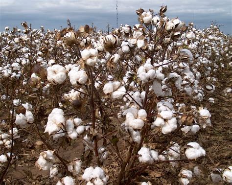 Oklahoma cotton fields (pinned for my memories in Whitefield, OK) | Banquetas