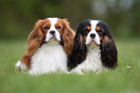 Cuáles son los cuidados del Cavalier King Charles Spaniel - Conoce las necesidades de esta raza