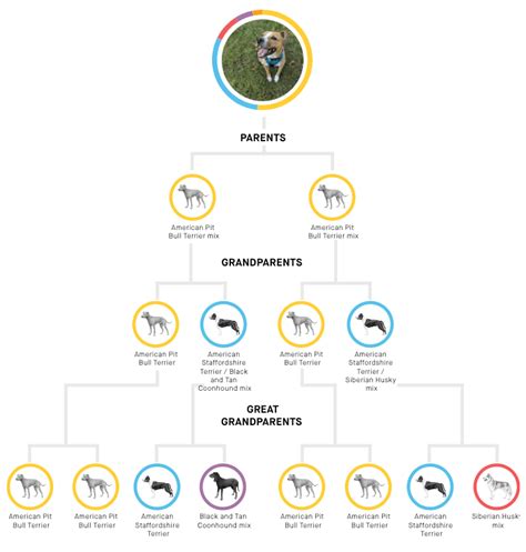 Embark Dog Breed Identification DNA Test [2022 Review]