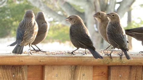 Flock of Female Brown Headed Cowbirds - YouTube