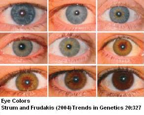 Sandwalk: The Genetics of Eye Color