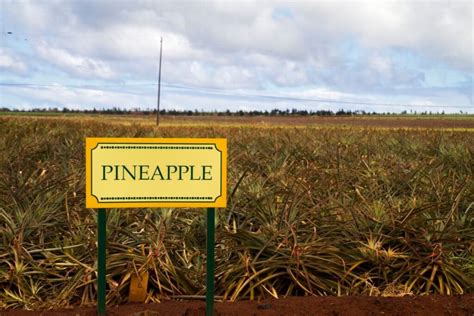 Is Dole Pineapple Plantation in Hawaii a Tourist Trap?