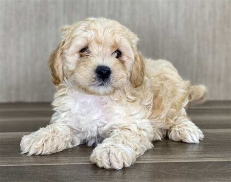 Pomapoo Puppies - Energetic & Affectionate — Crockett Doodles