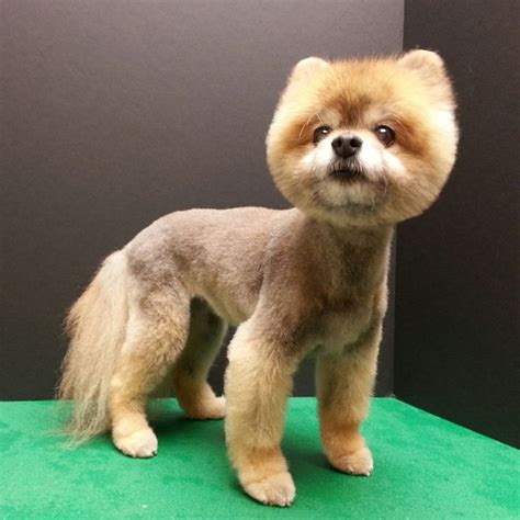22 best images about Pomeranian haircut on Pinterest | Cute dogs images ...