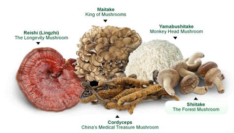 Buy Mushroom Extract Powders | See Mushroom Extract List