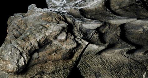 Extremely Rare Dinosaur Fossil Resembling A Statue Was Discovered In Alberta