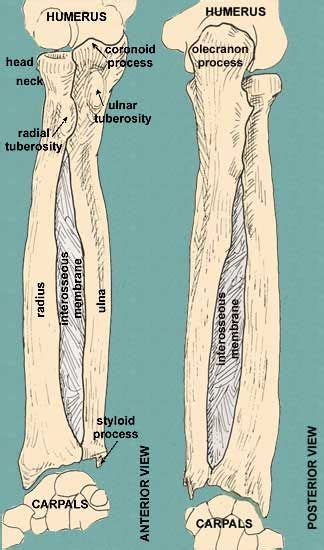 interosseous membrane | Arm bones, Head and neck, Nutrition consultant