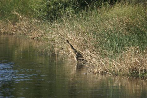 American Bittern - Botaurus lentiginosus | Wildlife Journal Junior