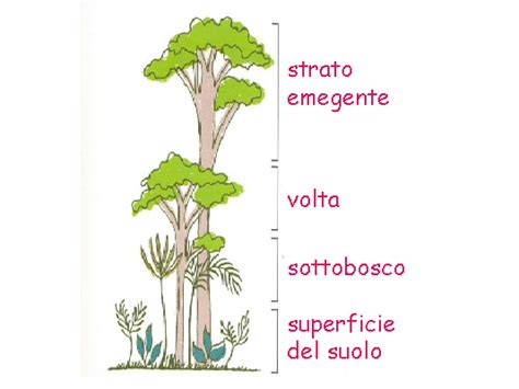 Gli strati della foresta pluviale - I - Natura e Animali