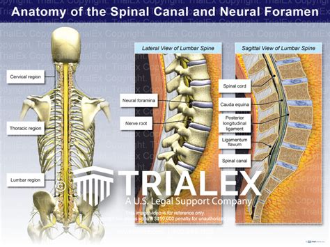 Anatomy of the Spinal Canal and Neural Foramen - TrialQuest Inc.