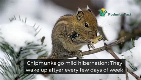 How do Chipmunks Survive in the winter?