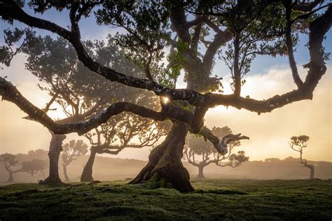 25 Photos of Madeira's Dreamy Fanal Forest by Albert Dros