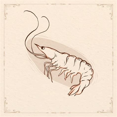 Free Vector | Hand drawn shrimp outline illustration