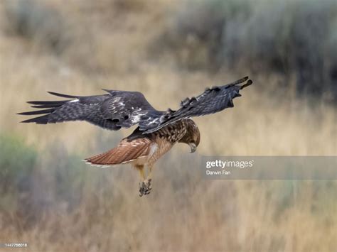 Red Tailed Hawk Hunting High-Res Stock Photo - Getty Images