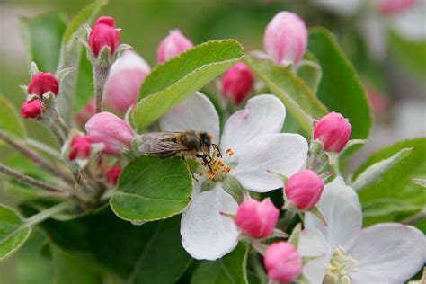 File:Bee in apple blossom.jpg - Wikimedia Commons
