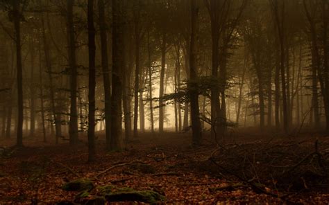 Dark Forest Backgrounds - Wallpaper Cave